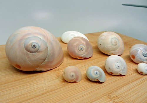 Neverita duplicata shark eye - 9,