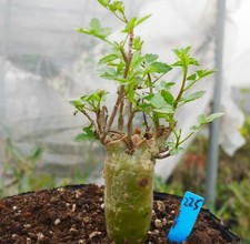 Bursera fagaroides wysiwyg - fagaroides,