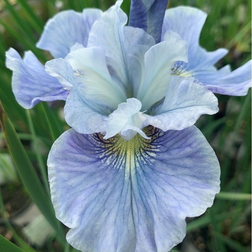 Siberian iris mission bay - iris,