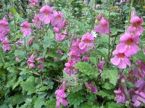 Chinese foxglove - 50,