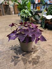 Oxalis Triangularis | Purple Shamrock | Butterfly Plant – 12cm Pot, Easy Care