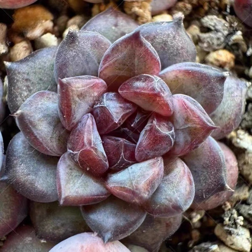 10x echeveria black truffle - echeveria,