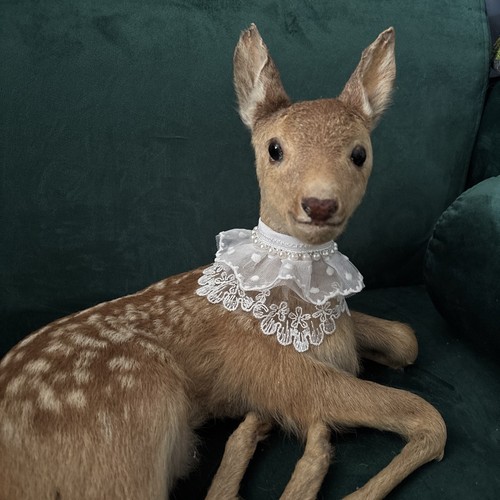 Roadkill young fawn - young,