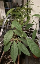 Avocado 1 Year Potted Grown Indoor 35 - 40 cm Pruned