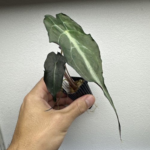 Alocasia venomorph very - alocasia, rare