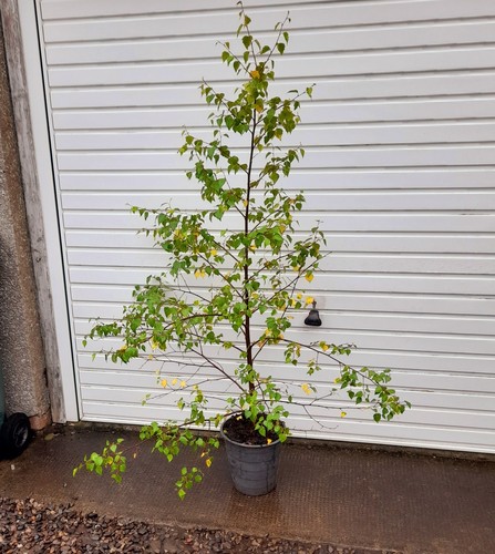 Silver birch tree - tree, 5ft