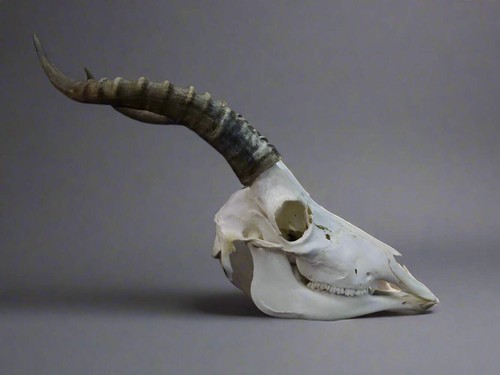 Blesbok skull damaliscus - blesbok, (damaliscus
