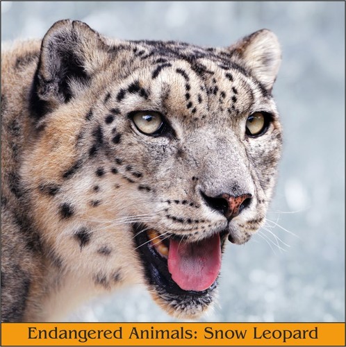 Endangered animals coasters - animals,