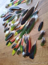 Feathers-50 Parrot feathes-Free Animal Cruelty-craft-fishing-jewellery