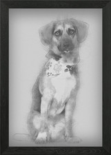 Dog cross breed with a bea