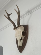 Fine Mounted Antlers  Roe Deer