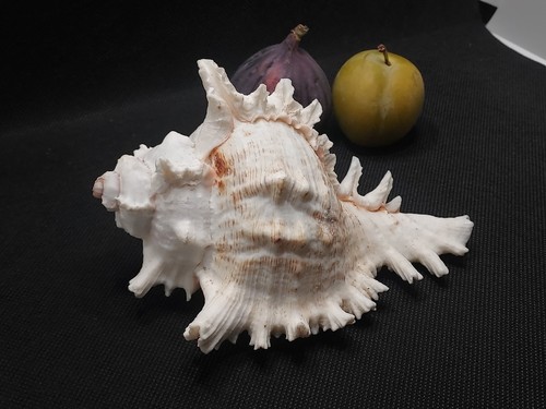 Vintage conch seashell - vintage-, conch,seashell