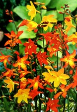 CROCOSMIA PERENNIAL BULBS/CORM