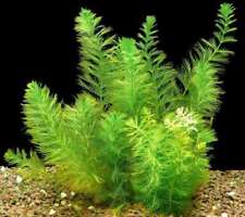 Myriophyllum hippuroide -