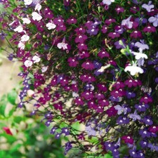 Lobelia Plants Ultra Cascade