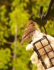 Bird Nesting Material 100%