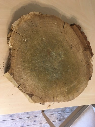 Oak wood tree log - , section