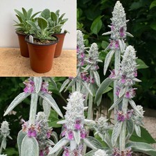 Lambs Ears x3 Plants - Stachys