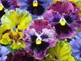 Flower pansy frizzle - flower,