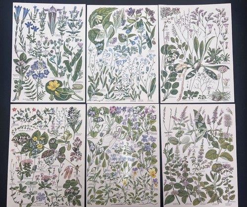 Vintage 1960s botanical - 6x,