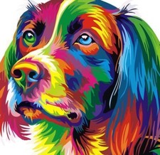 Spaniel Dog Colourful Animal