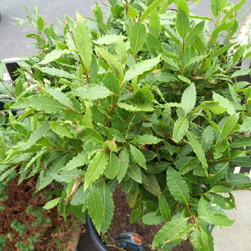 Fresh bay leaves - 30,