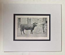 WICKENS Welsh Black Heifer