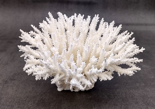 White table coral large - white,