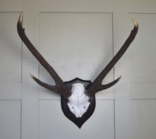 Sambar deer by Rowland Ward