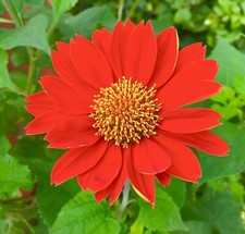 150x Tithonia Speciosa Seeds - Mexican Sunflower - Flower