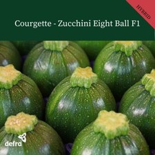 COURGETTE EIGHT BALL  10 SEEDS