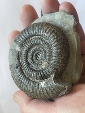 Dactylioceras Ammonite Fossil