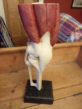 Vintage Anatomical Model Of A