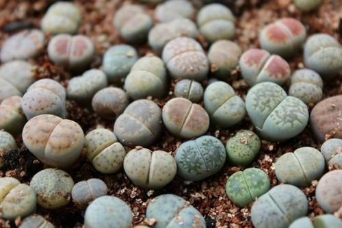 100 rare mix lithops - rare,