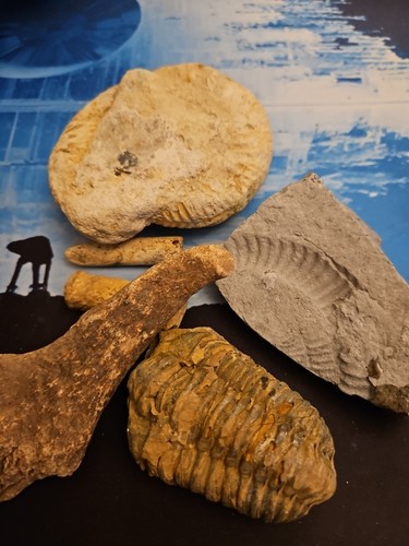 Selection fossils - selection,