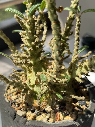 5cm rare live house - rare,
