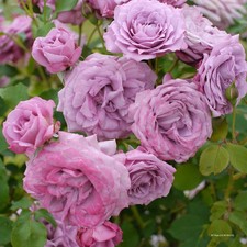 Waltz Time- Hybrid Tea Rose FREE NATIONWIDE DELIVERY