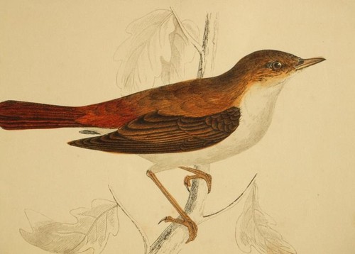 1800 engraving nightingale - engraving;,