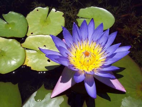 Blue lotus seeds - blue, nelumbo