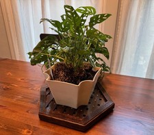 Indoor Plant Trivet hand made