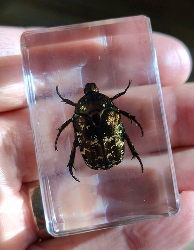 Real bug insect preserved - real,