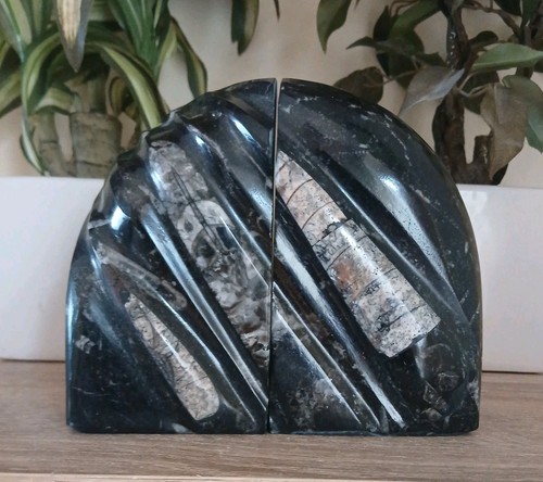 Heavy black marble orthoceras