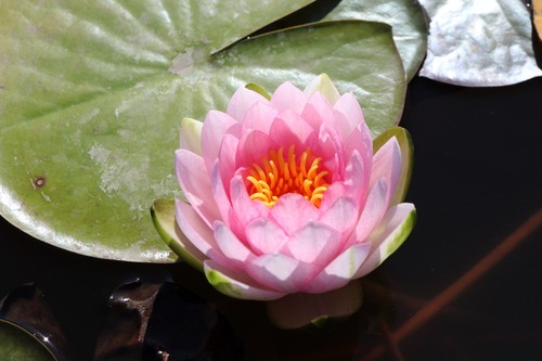 Nymphaea hollandia water - nymphaea, 'hollandia'
