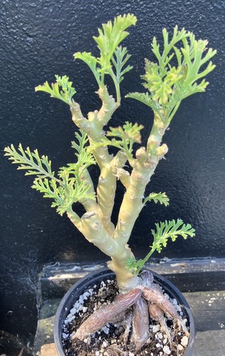 Pelargonium carnosum with huge - carnosum,