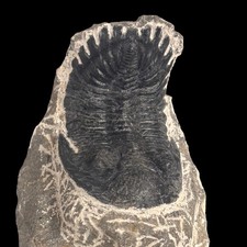 Natural Trilobite Fossil from