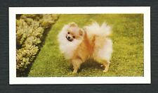 POMERANIAN 1961 HORNIMANS TEA