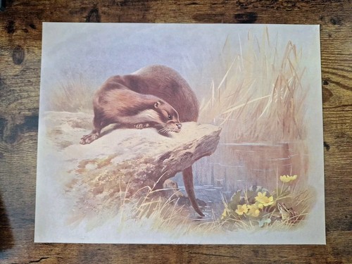 Vintage mammal print otter - vintage,