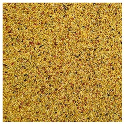 Bucktons foreign finch bird - finch,