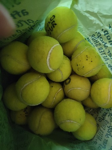 Used tennis balls dog - used,