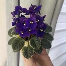 African Violets Two Baby